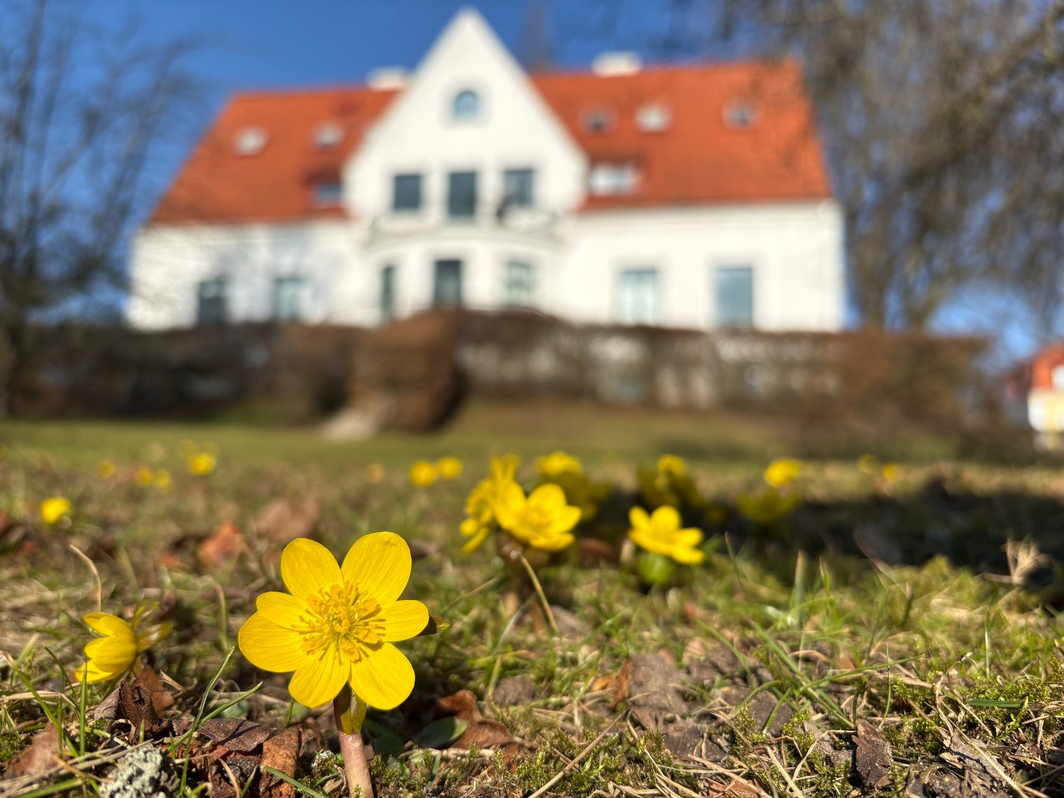 Villa Forsman CMES HQ